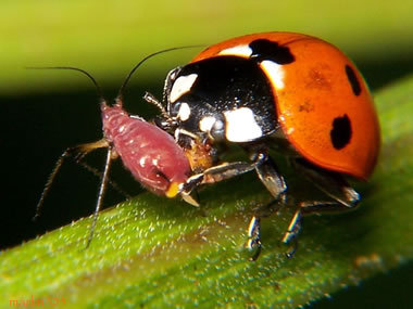 Cannabis garden predator mites