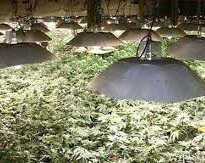 Cannabis growing and co2