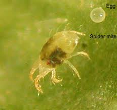 Cannabis spider mites