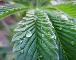 Cannabis wetting agents