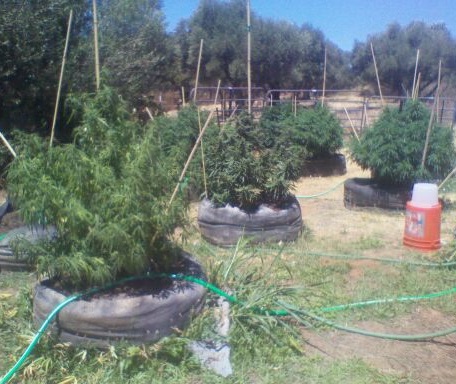 Cannabis when to water