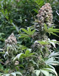 Outdoor cannabis when to harvest new flowers