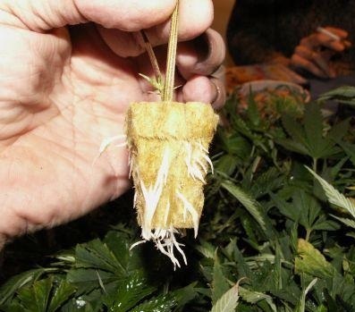 how to grow feminized seeds