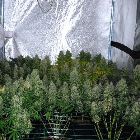 Super Skunk Marijuana Strain Review – Indoor Growing