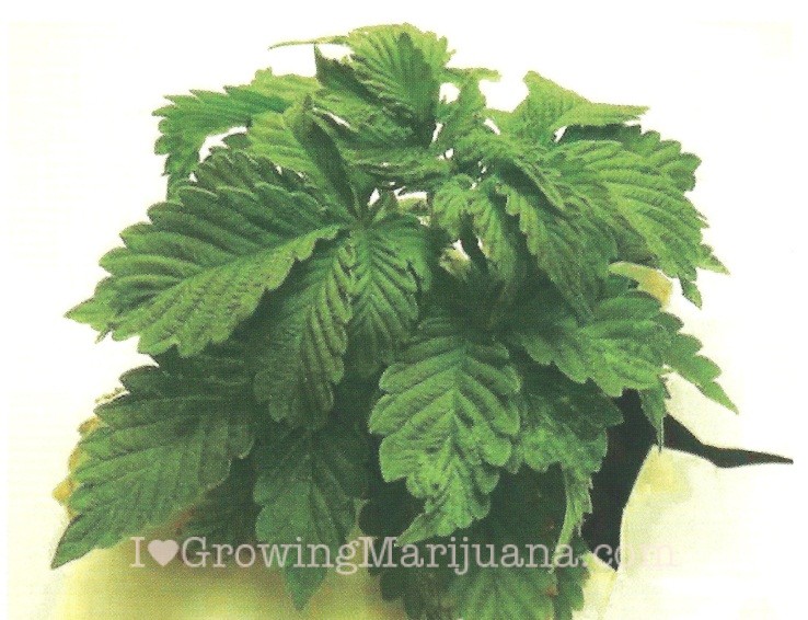 Watering cannabis plants ph levels