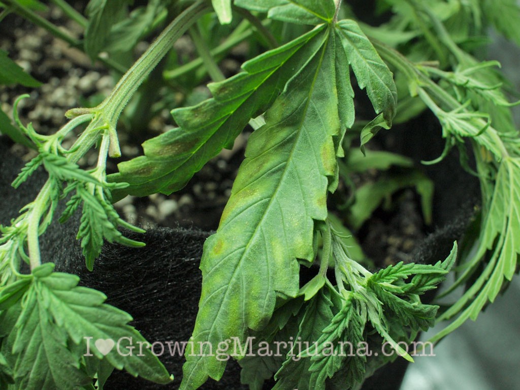the effect of underwatering your marijuana plants the effect of underwatering your marijuana plants the effect of underwatering your marijuana plants the effect of underwatering your marijuana plants