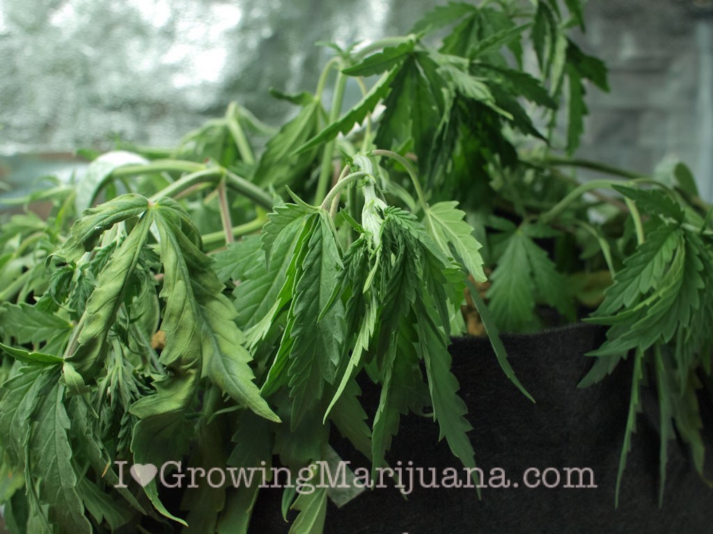 the cannabis grow bible download the cannabis grow bible download