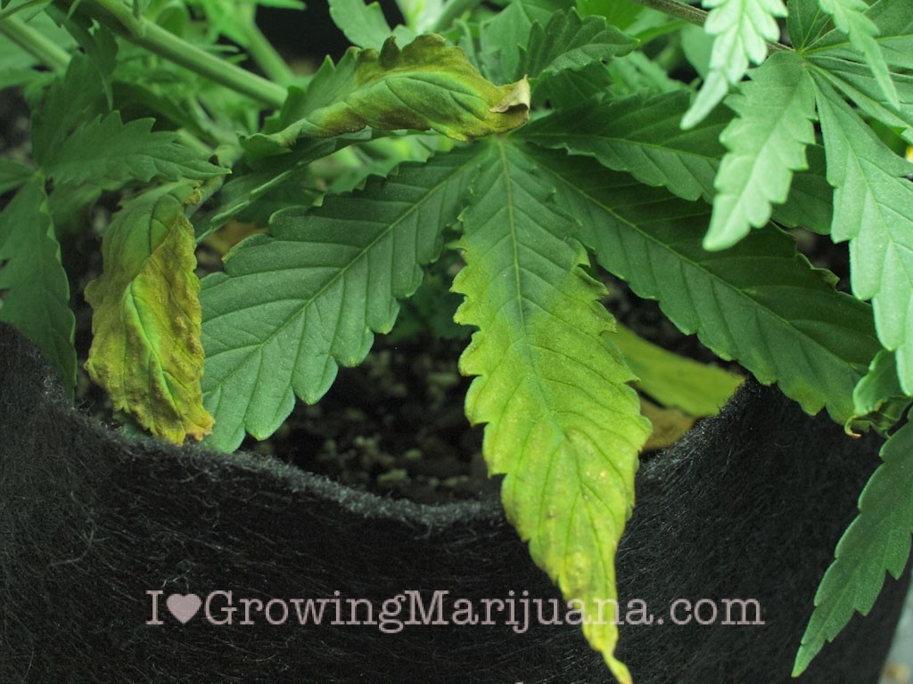 the effect of underwatering your marijuana plants the effect of underwatering your marijuana plants the effect of underwatering your marijuana plants the effect of underwatering your marijuana plants