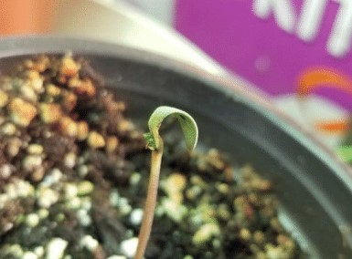 Topping day 3
