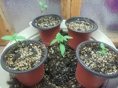 Topping day 5
