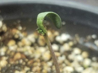 Topping day 7