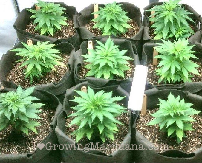 How to Plant Cannabis Seeds Indoors: 15 Steps (with Pictures) How to Plant Cannabis Seeds Indoors: 15 Steps (with Pictures)