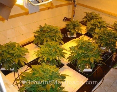 The Best Grow Lights Positioning Light And Plants Cans