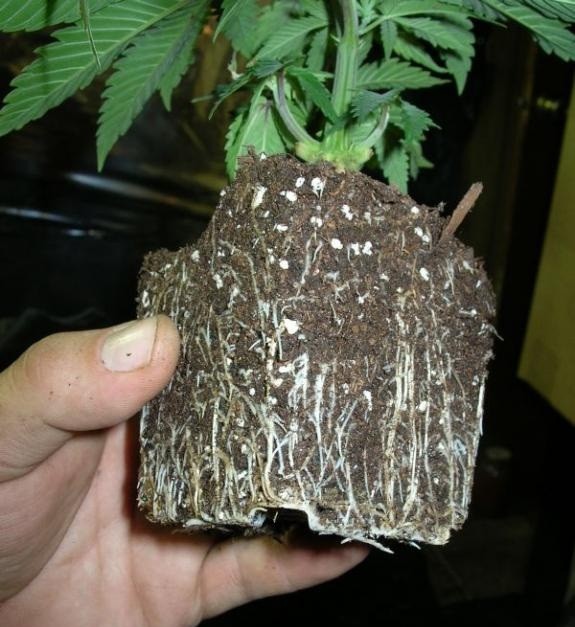 Marijuana question What pot size?