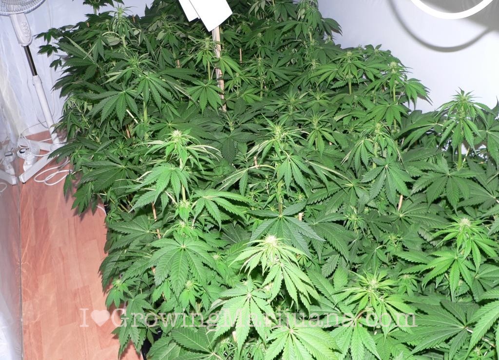Grow Journal Northern Lights 2kg Northern Lights Cans High Yield