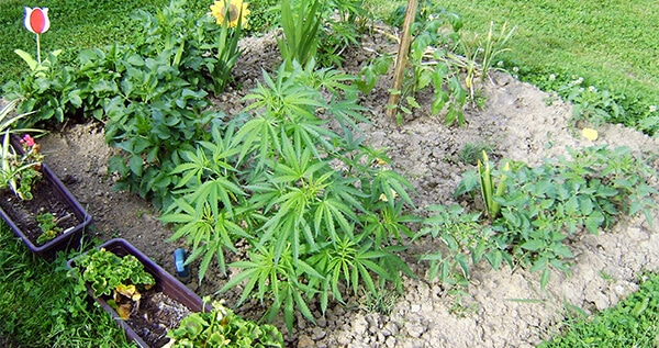 Companion planting for weed insects