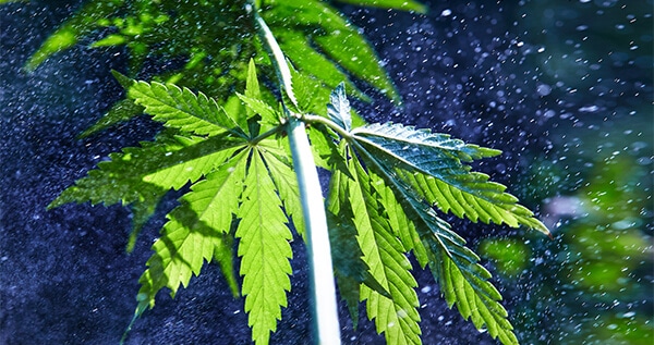 Organic Insecticides weed