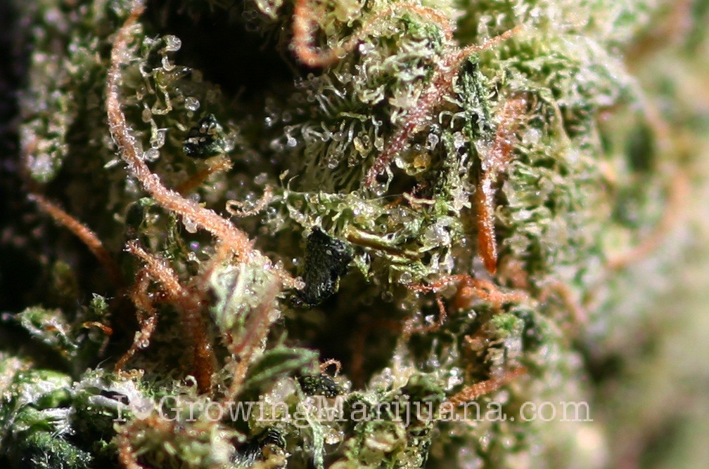 McDonald's May Be Switching To Fresh Burger Patties Soon