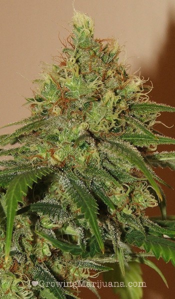 Marijuana pictures - Cannabis buds gallery