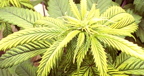 Silicon Deficiency In Marijuana Plants