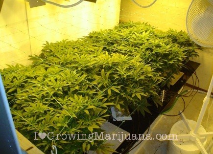 What Is Hydroponics Weed