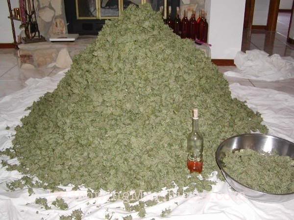 Dry cannabis buds