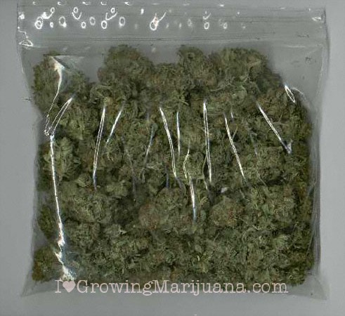 Storing Buds Storing Buds