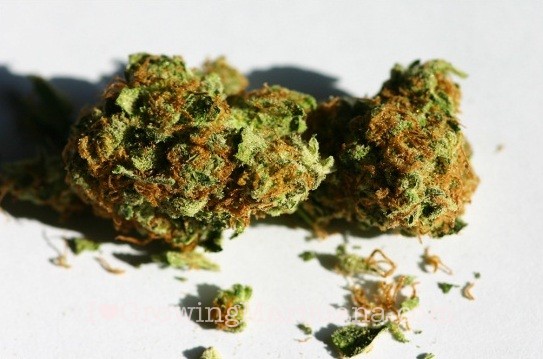 Long time marijuana storage
