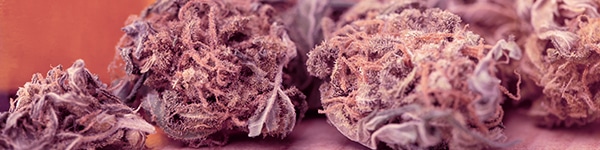 How to find the best seeds