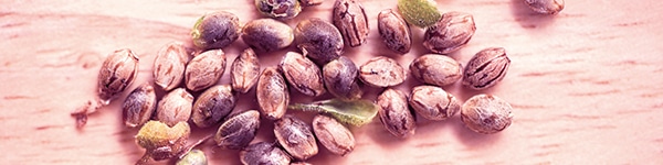 Buying Top Shelf Seed