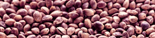 What are Quality Marijuana Seeds