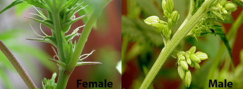 Male vs female cannabis buds