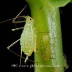 Cannabis aphids