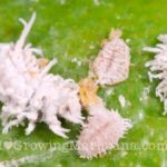 Cannabis mealy bugs