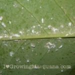 Marijuana mealy bug