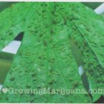 Cannabis plants aphids