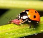 Cannabis ladybug aphid
