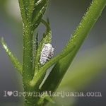 Cannabis plant mealy bug