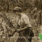 History medicinal cannabis