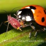 Ladybug eats aphid