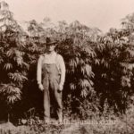 History medical cannabis farmers