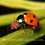 Ladybug predator aphid marijuana