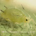 Cannabis pests aphids