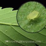 How to recognize aphids on marijuana
