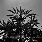 Medical cannabis farmers