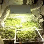 Connect reflector marijuana