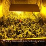 Electronical devices cannabis