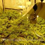 Marijuana electricity setup