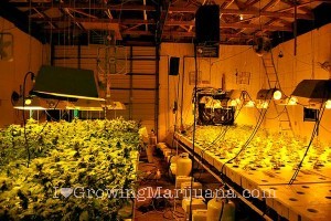 Electrical Safety Guide For Growing Marijuana Indoors