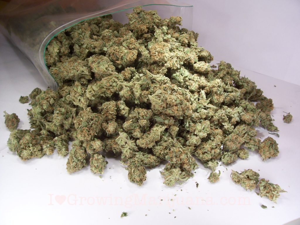 Zipbag cannabis